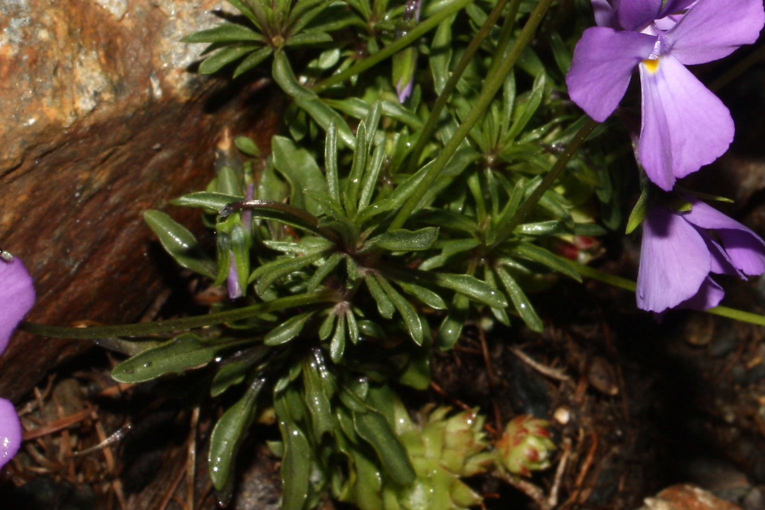 Viola valderia / Viola di Valdieri